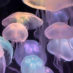 many jellyfish are swimming in the water