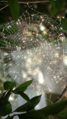 a spider web is hanging from a tree branch in the night sky with lights shining on it