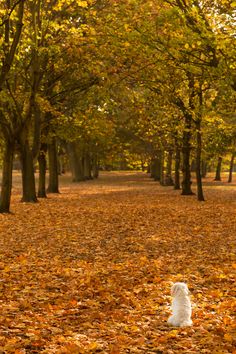 a white cat sitting in the middle of a leaf covered park with lots of trees