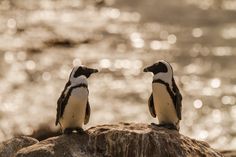 two small birds sitting on top of a rock near the water's edge, looking at each other