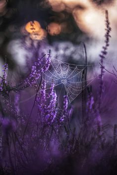 a spider web sits in the middle of some purple flowers