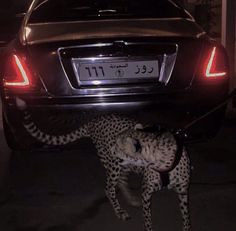 a cheetah is standing underneath a car at night with its tail lights on