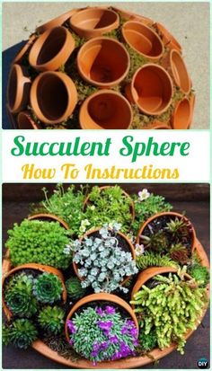 succulent sphere with plants in it and the words how to instructions below