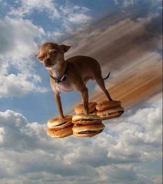 a dog is standing on top of some hamburgers in the air with clouds behind him