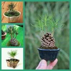 there are pictures of different types of pine cones in the same potted planter