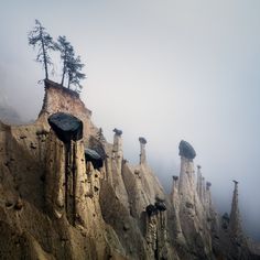 a group of trees growing out of the side of a mountain in foggy weather