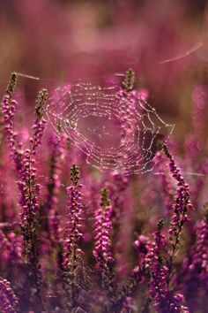 purple flowers with dew drops on them