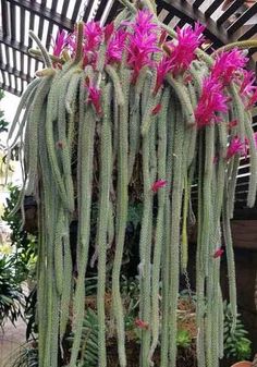 pink flowers are growing on the side of a green plant in a potted area