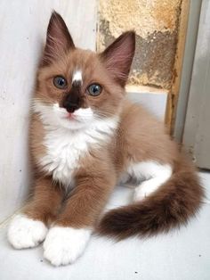 a brown and white kitten sitting on top of a window sill next to a door