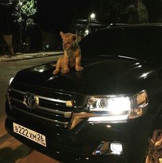 a dog sitting on the hood of a black truck