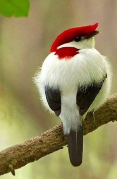 a white and red bird sitting on top of a tree branch