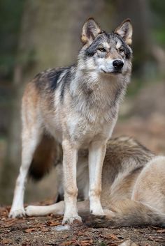 a wolf standing on top of a dirt ground next to a forest filled with trees