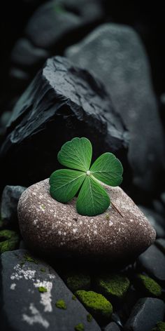 a four leaf clover sitting on top of a rock