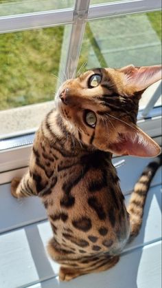 a cat sitting on top of a window sill with its mouth open and it's tongue hanging out