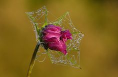 a pink flower with dew drops on it