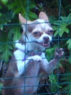 a small dog standing on its hind legs in front of a fence and looking at the camera