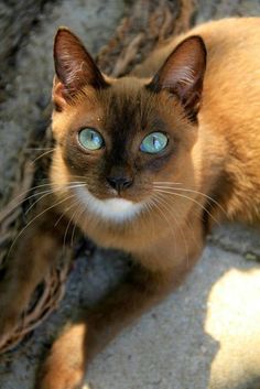 a cat with blue eyes sitting on the ground