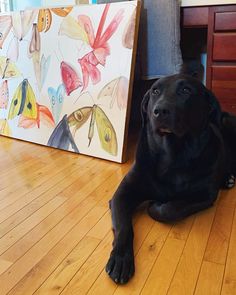 a large black dog laying on top of a hard wood floor next to a painting