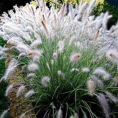 some very pretty white flowers in the grass