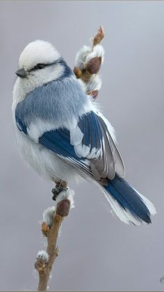 a blue and white bird sitting on top of a tree branch