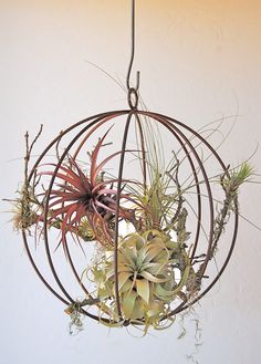 an air plant hanging from a metal ball with succulents and other plants