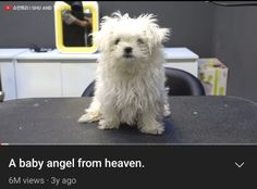 a small white dog sitting on top of a black chair next to a desk with a mirror