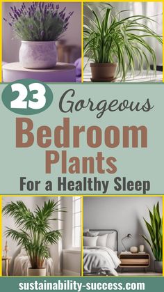 three bedroom plants with the title 23 gorgeous bedroom plants for a healthy sleep