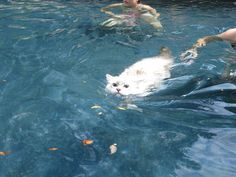 a small white cat swimming in the water