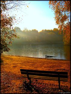 a park bench sitting next to a body of water with trees in the foreground