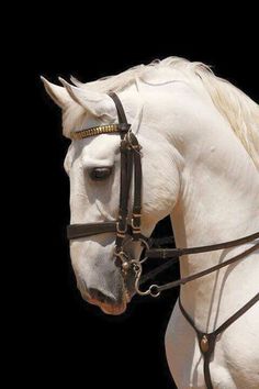 a white horse with black bridle on it's face and head, standing in front of a black background