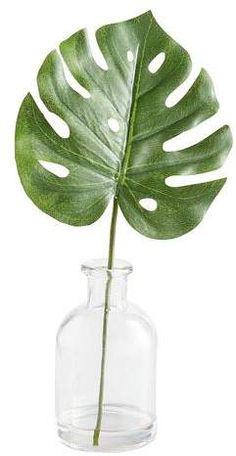 a large green leaf in a glass vase