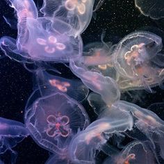 many jellyfish are swimming in the water