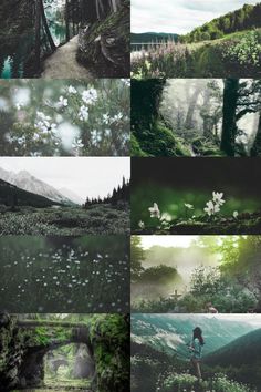 many different images of trees and plants in the same photo, each with their own image