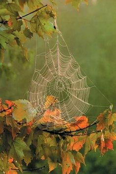 a spider web hanging from a tree branch