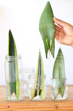 Snake Plant In Water, Snake Plant Propagation, Plant In Water, Tanaman Air, Tanaman Indoor, Tanaman Pot, Sansevieria Plant, Inside Plants