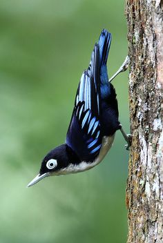 a blue and white bird standing on the side of a tree