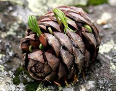 a pine cone sitting on top of a rock