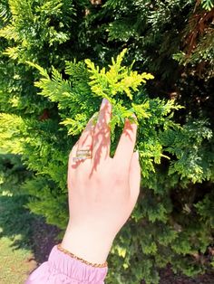 a woman's hand reaching up towards a green plant with leaves on it, in front of some bushes