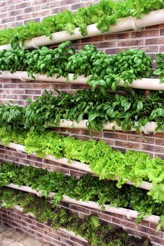 a vertical herb garden on a brick wall