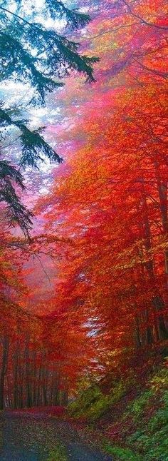 the road is surrounded by trees with red leaves