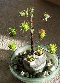 a small potted plant sitting on top of a glass bowl filled with rocks and succulents