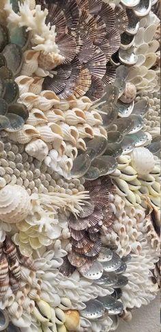 an art piece made out of seashells and other sea shells is displayed on the wall