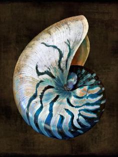 an abstract painting of a nautish shell