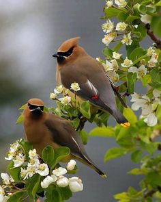 two birds sitting on top of a tree branch with white flowers in the foreground