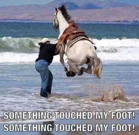 اقتباسات عن الخيل, Funny Horse Memes, Humor Animal, Horse Jokes, Cai Sălbatici, Rasy Koni, Funny Horses, Animals Photos, Animale Rare