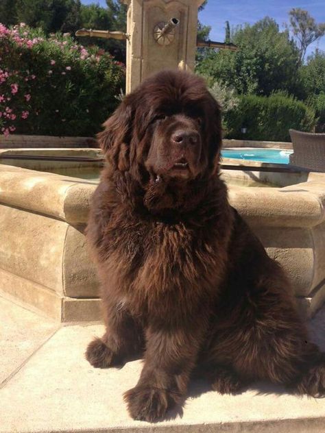 Newfoundland Dog Colors, Newfoundland Dog Aesthetic, Brown Newfoundland, Brown Newfoundland Dog, Landseer Dog, Pet Anime, Newfoundland Puppies, Newfoundland Dogs, Terra Nova