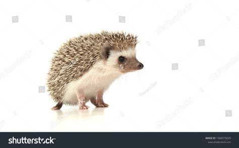 Hedgehogs, Hedgehog Standing, Standing Drawing, Animal References, Wildlife Animals, Background Image, 3d Objects, White Background, Photo Image