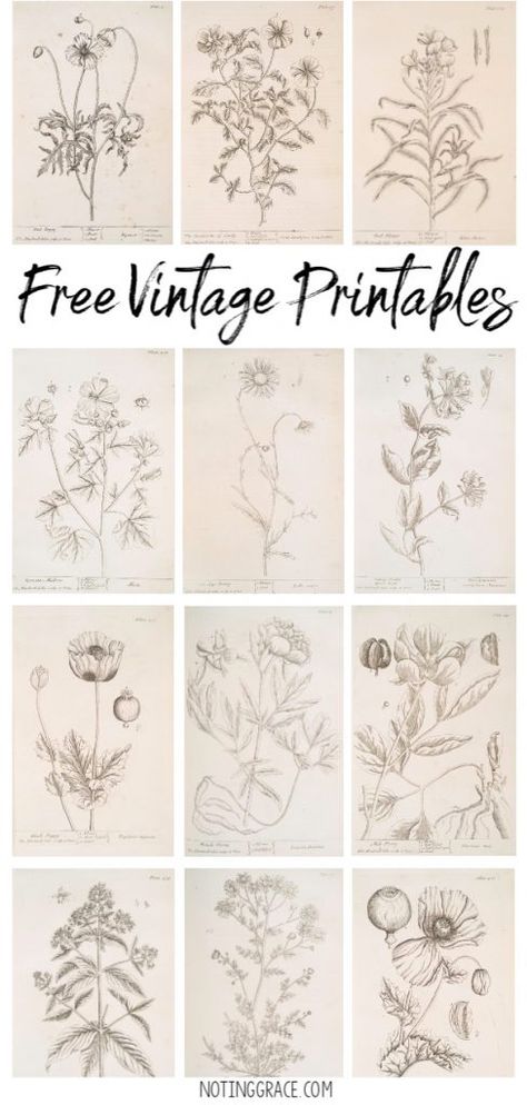 Do you love Vintage Drawings as much as I do? Today, I'm sharing how to get Free Vintage Printable Artwork for your home! Free Printable Wall Art Vintage Botanical Prints, Free Download Printables Wall Art Botanical Prints, Botanical Printables Free, Botanical Vintage Prints, Vintage Floral Pictures, Free Vintage Clip Art, Art Journal Printables Free, Free Vintage Portrait Printables, Printable Nature Art