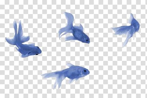 Blue Fish Aesthetic, Fish Overlay, Cute Png Aesthetic, Transparent Png Aesthetic, Aesthetic Transparent Png, Fishes Illustration, Popsicles Illustration, Fish Cutout, Cute Cartoon Fish