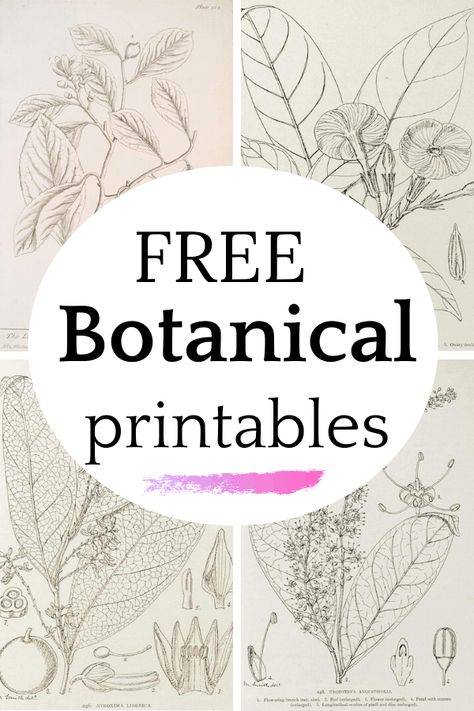 Decorating With Botanical Prints, Free Printable Wall Art Vintage Botanical Prints, Botany Art Botanical Illustration, Floral Botanical Prints, Free Botanical Prints Printables, Botany Poster Vintage Botanical Prints, Printable Botanical Prints Free, Diy Botanical Prints, Floral Free Printables